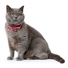 Collar Cat Neon ошейник для кошек - фото 6579