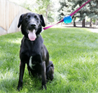 KONG Tagalog Ball Assorted 257319 - фото 8354